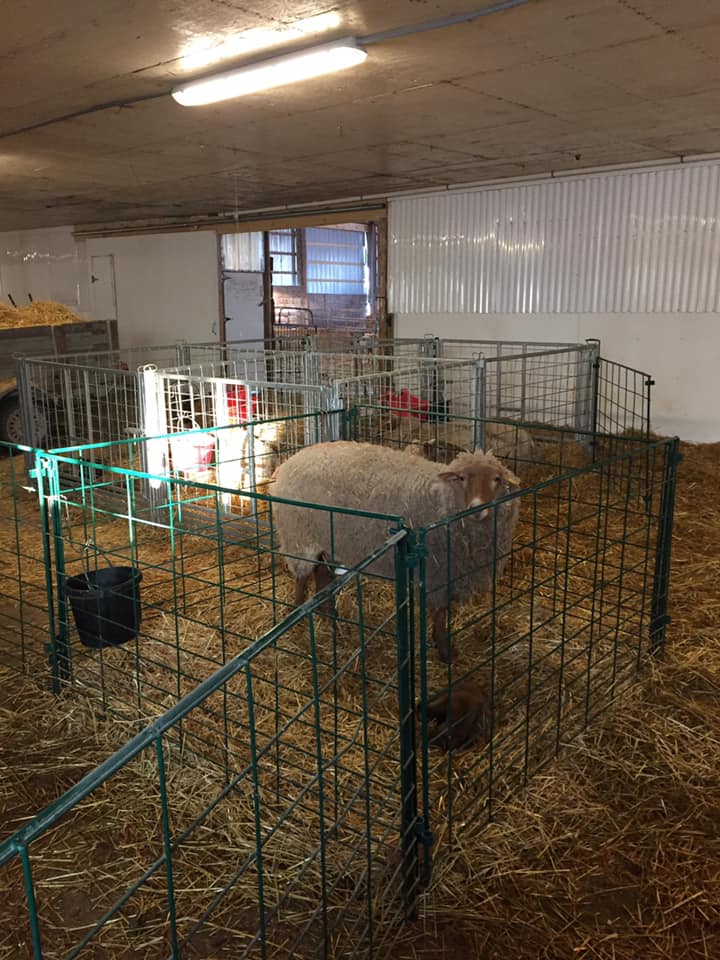 Economy Lambing Pens | Economy Kidding Pens | Lakeland