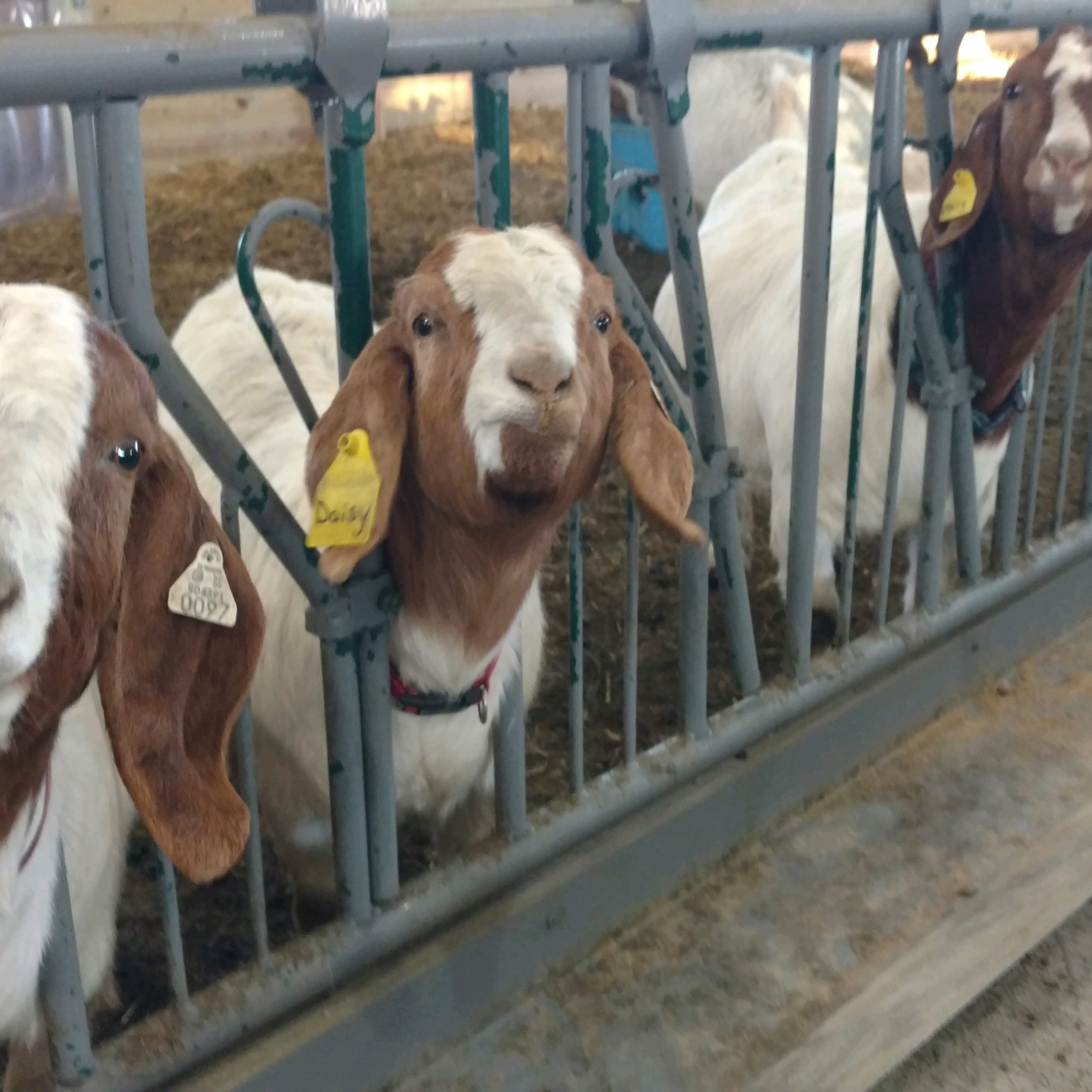 Sheep and Goat Equipment Lakeland Farm and Ranch Direct
