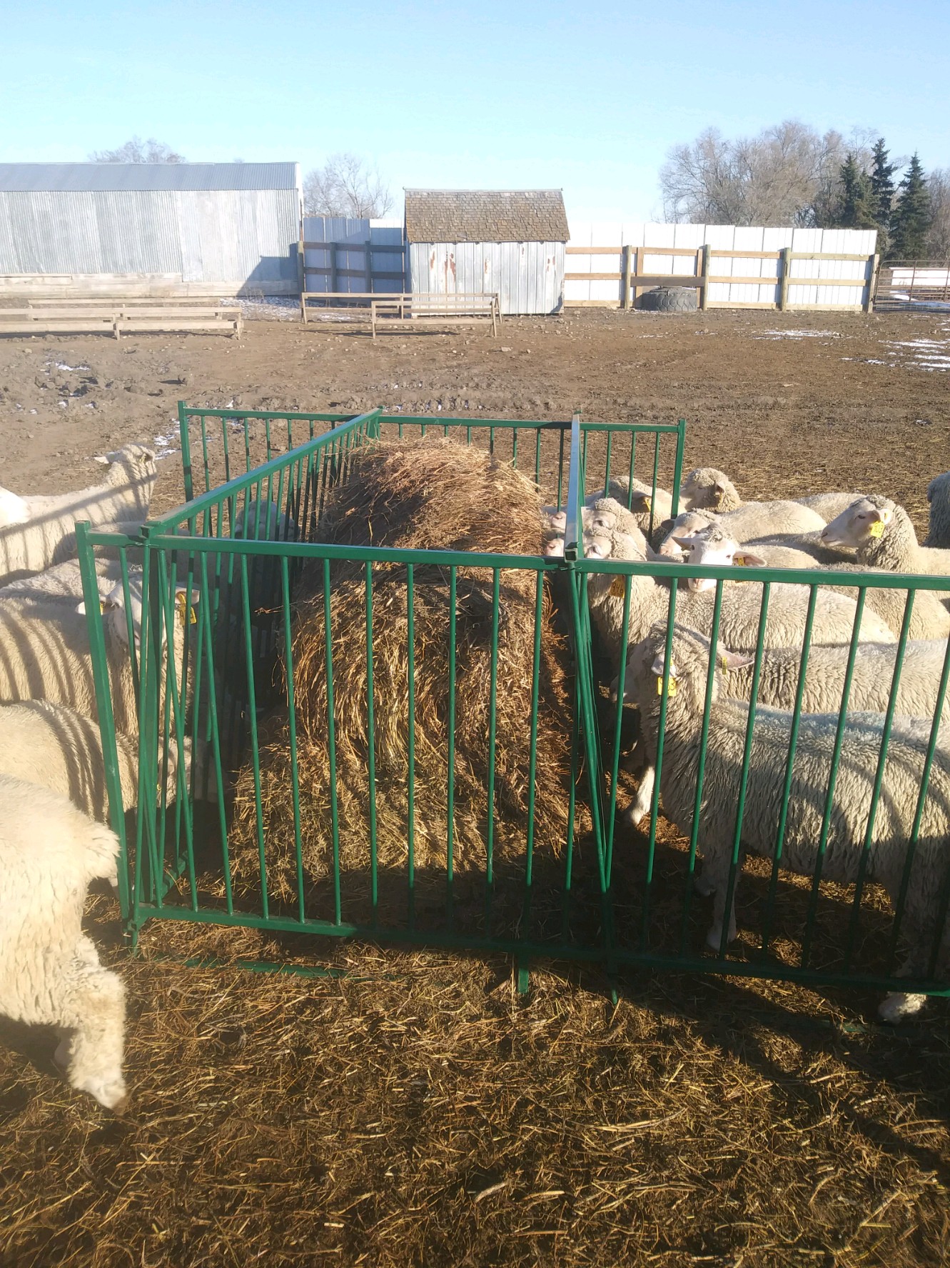 Collapsible Sheep & Goat Feeders 3" spacing Lakeland Farm And Ranch US