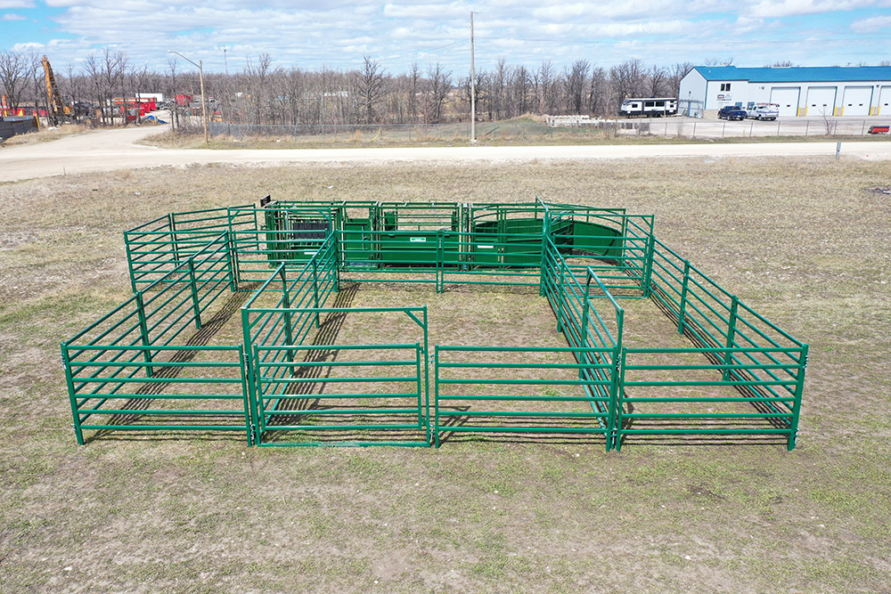 Low-Stress Livestock Sorting Basics