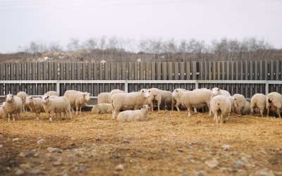 6 Tips To Starting a Sheep Farm