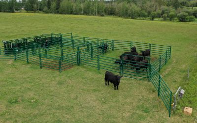 Tips to starting a Cattle Ranch