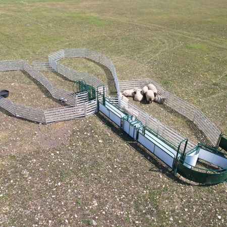 SG400- Sheep & Goat Handling System