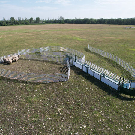 SG500- Sheep & Goat Handling System