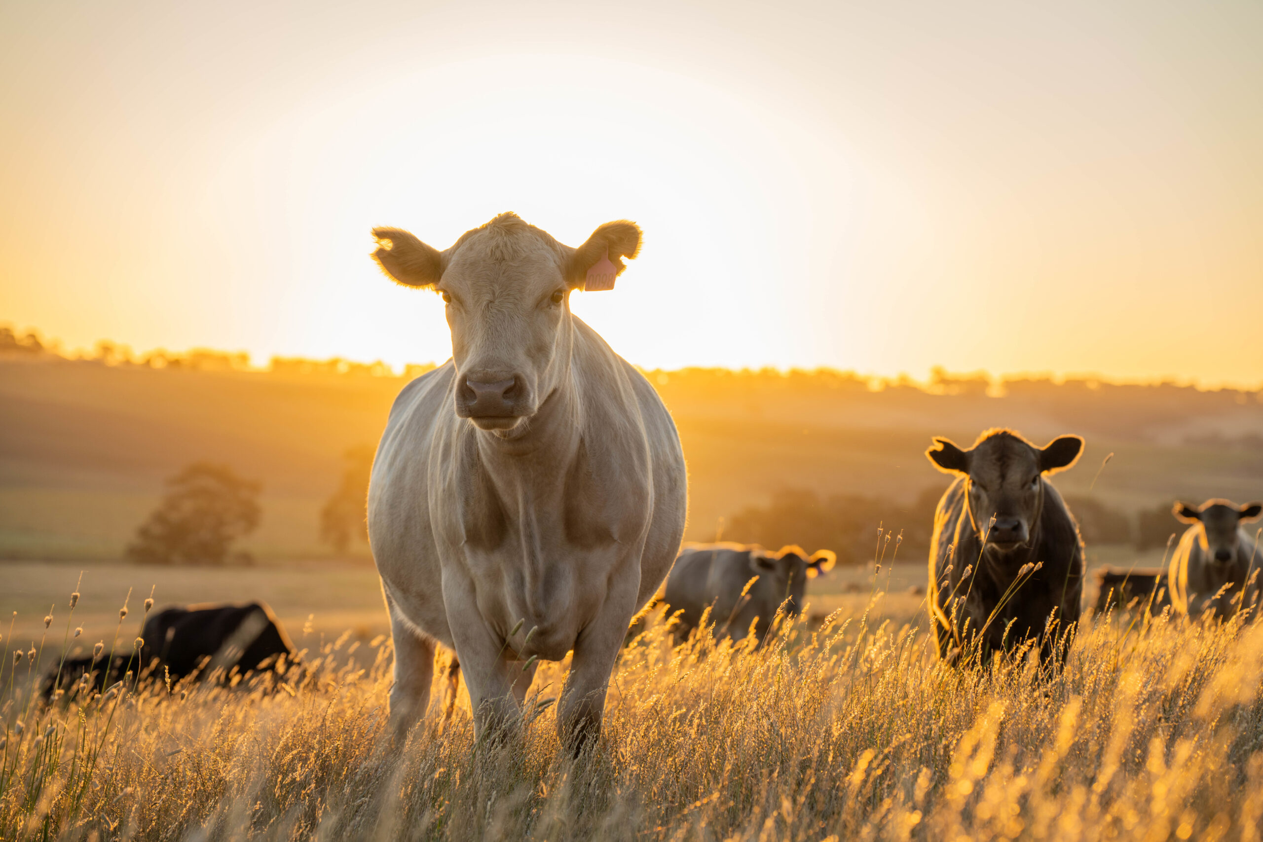 Find the Perfect Package of Products and Save - Cattle