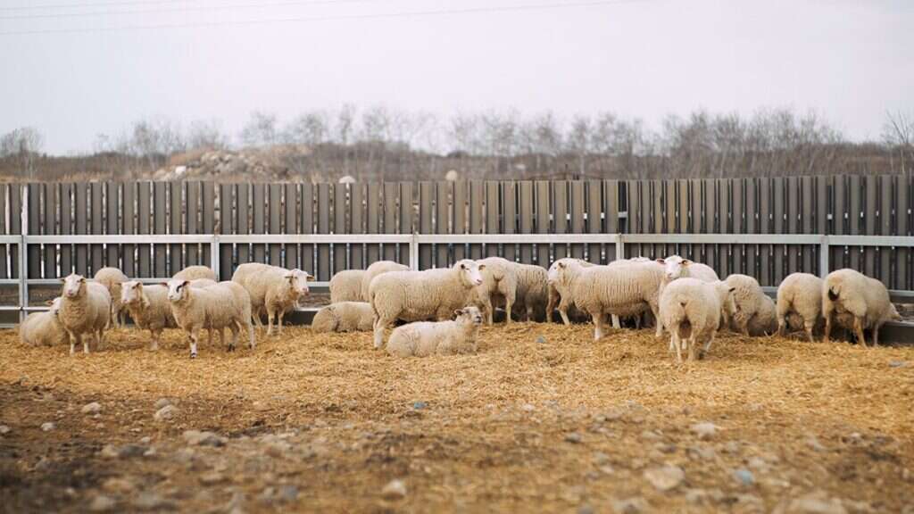 6 Tips To Starting a Sheep Farm