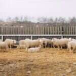 6 Tips To Starting a Sheep Farm