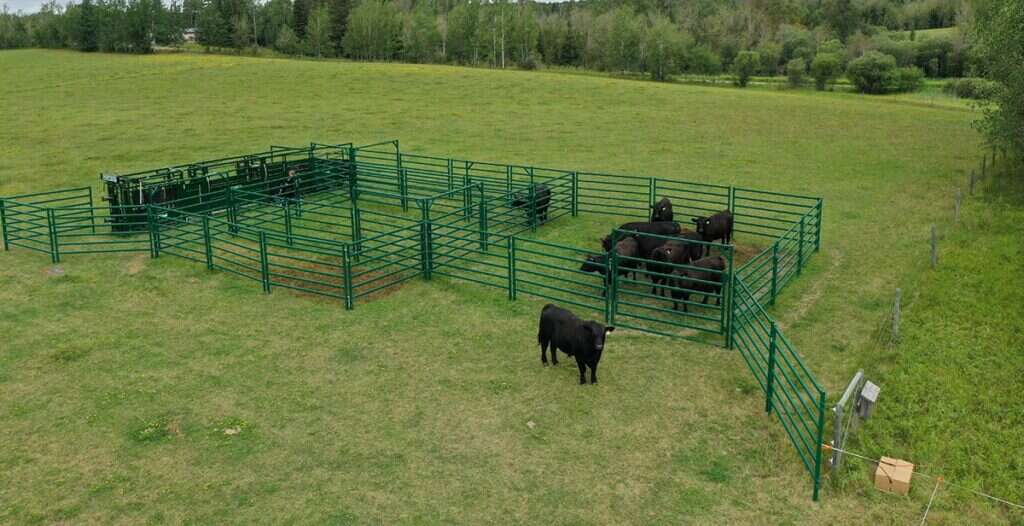 Tips to starting a Cattle Ranch