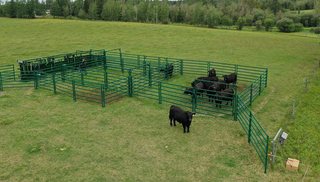 Tips to starting a Cattle Ranch