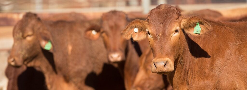 6 Ways You Should Never Handle Cattle
