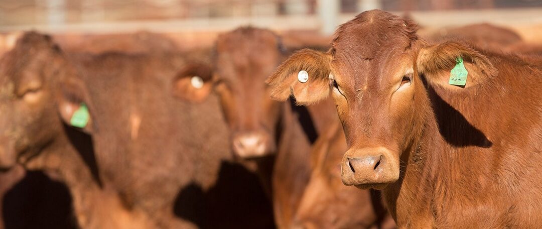 6 Ways You Should Never Handle Cattle