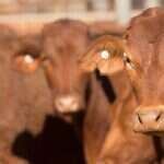 6 Ways You Should Never Handle Cattle