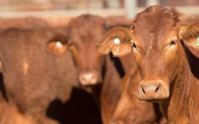 6 Ways You Should Never Handle Cattle