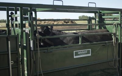 The Effectiveness of Low-Stress Livestock Handling