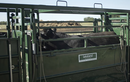 The Effectiveness of Low-Stress Livestock Handling