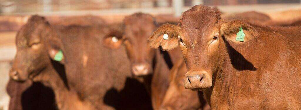 How Bruising Affects Carcass Quality