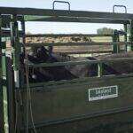 How Stress-Free Handling Improves Vaccine Administration