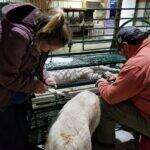 Everything You Need to Know Before Trimming Goat Hooves