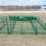 Low-Stress Livestock Sorting Basics