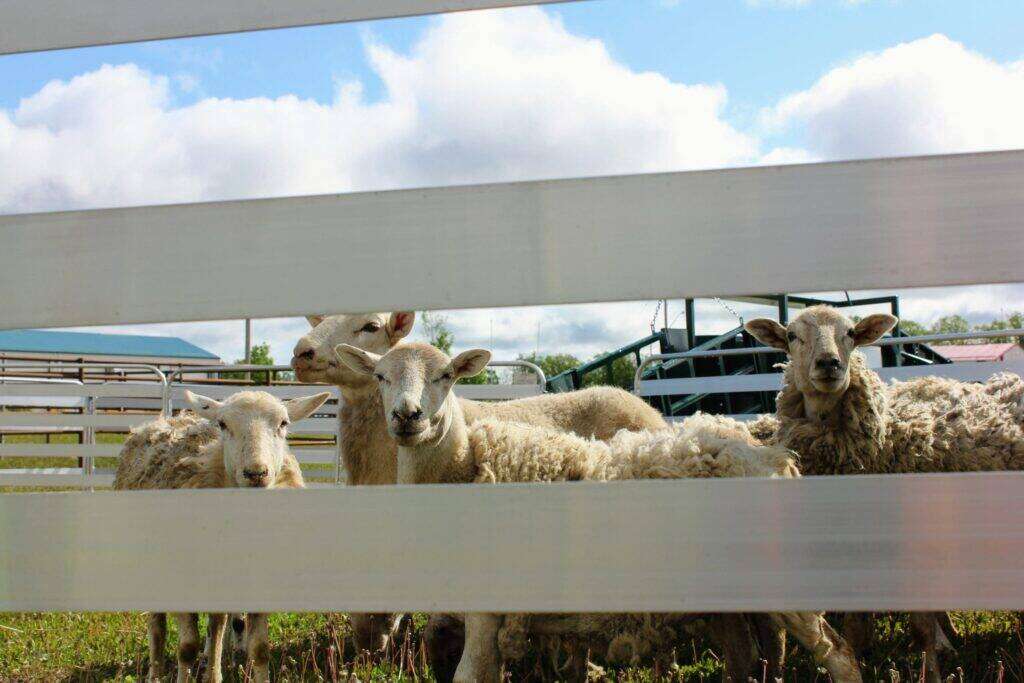 Guide to Sheep & Goat Handling Packages