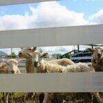 Guide to Sheep & Goat Handling Packages