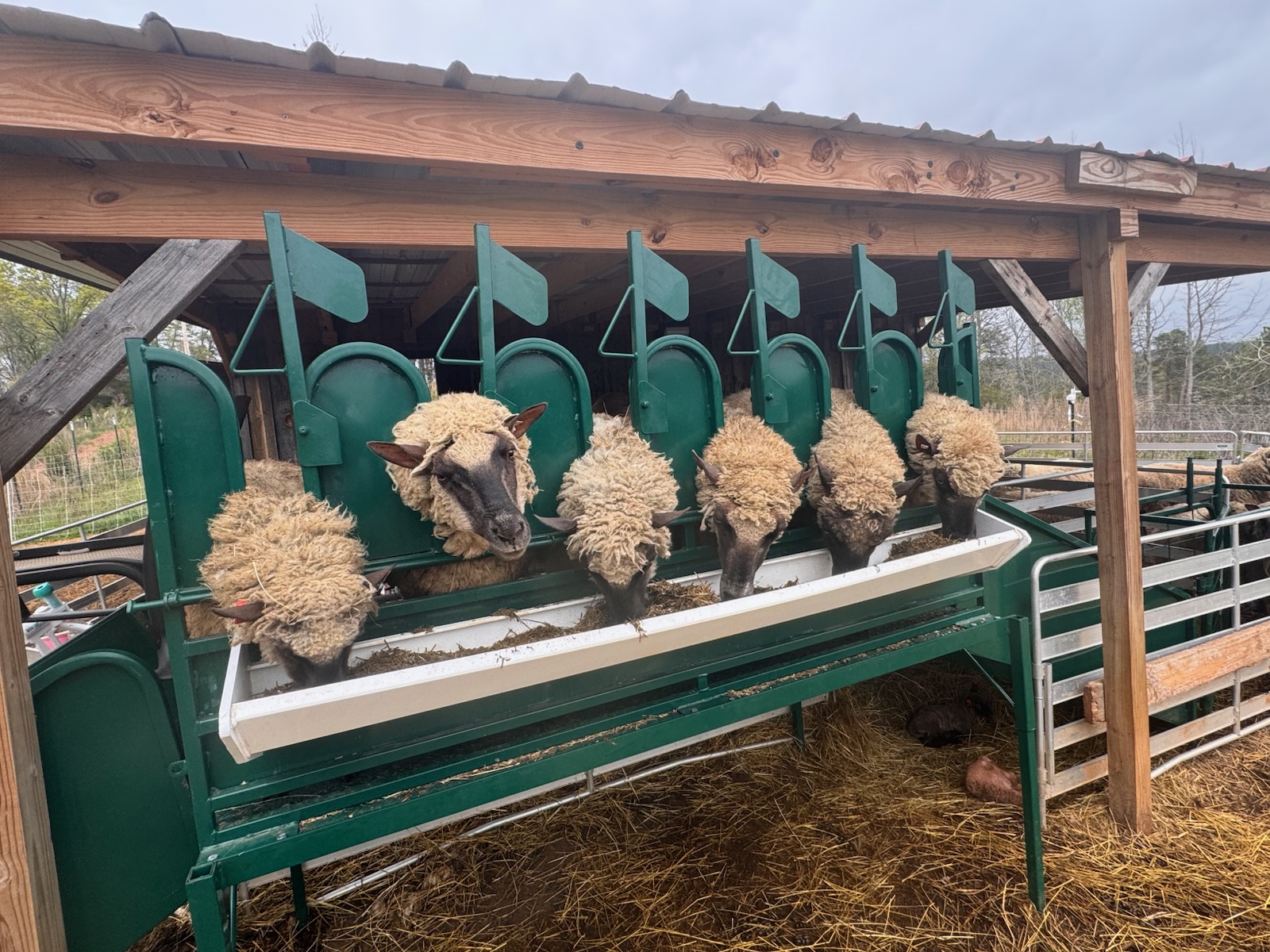 Goat Milking Stand with Headlocks - Lakeland Farm and Ranch