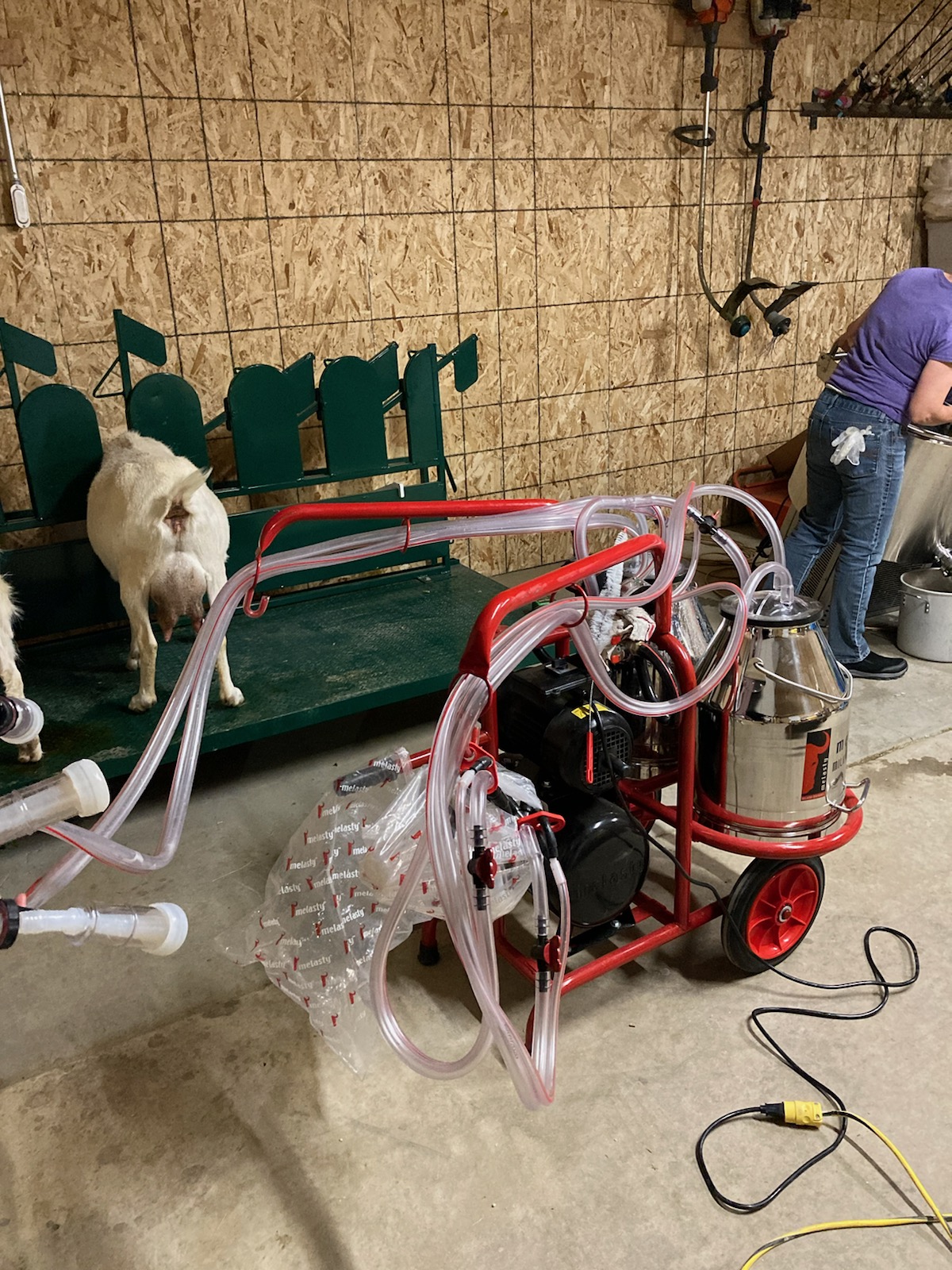 Goat Milking Stand with Headlocks - Lakeland Farm and Ranch