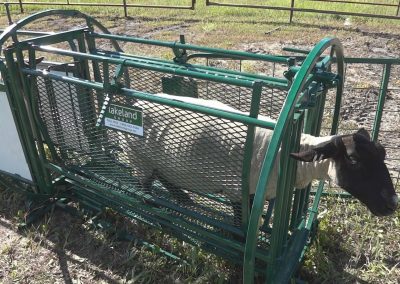 SG100 - Sheep & Goat Handling System- Lakeland