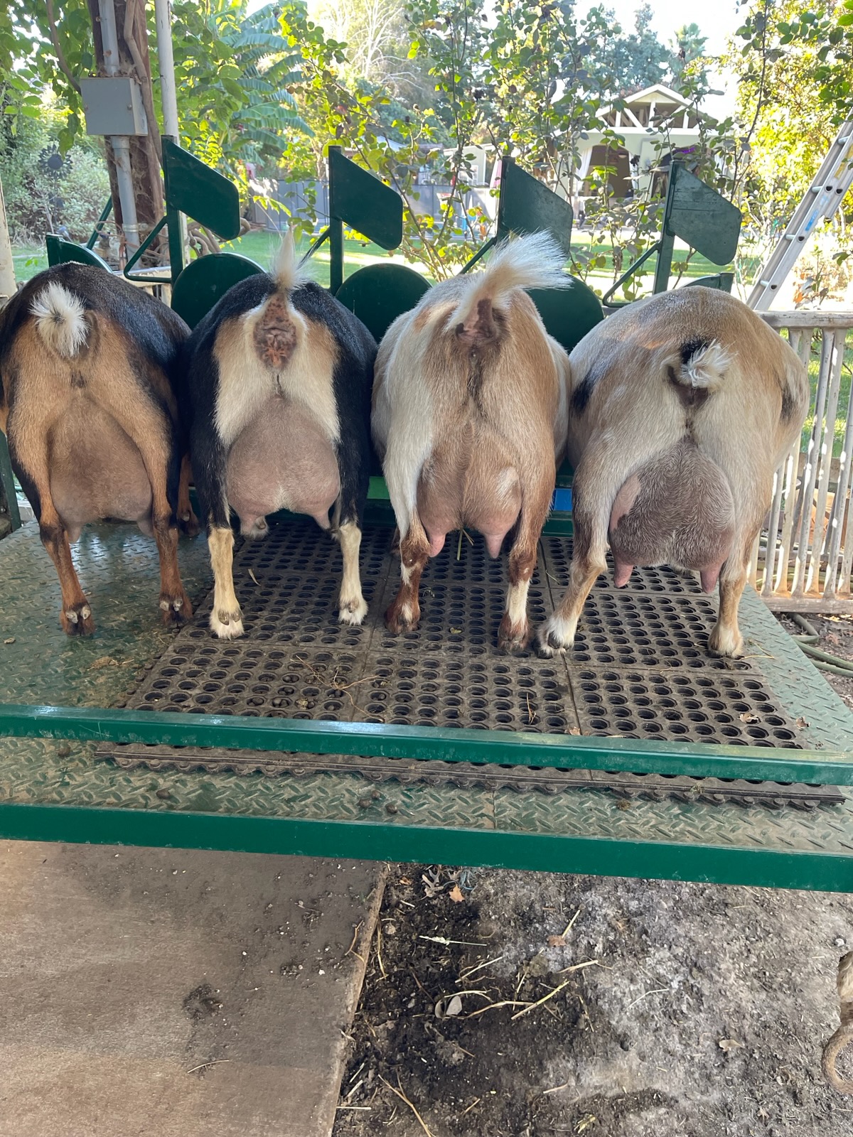 Goat Milking Stand with Headlocks - Lakeland Farm and Ranch