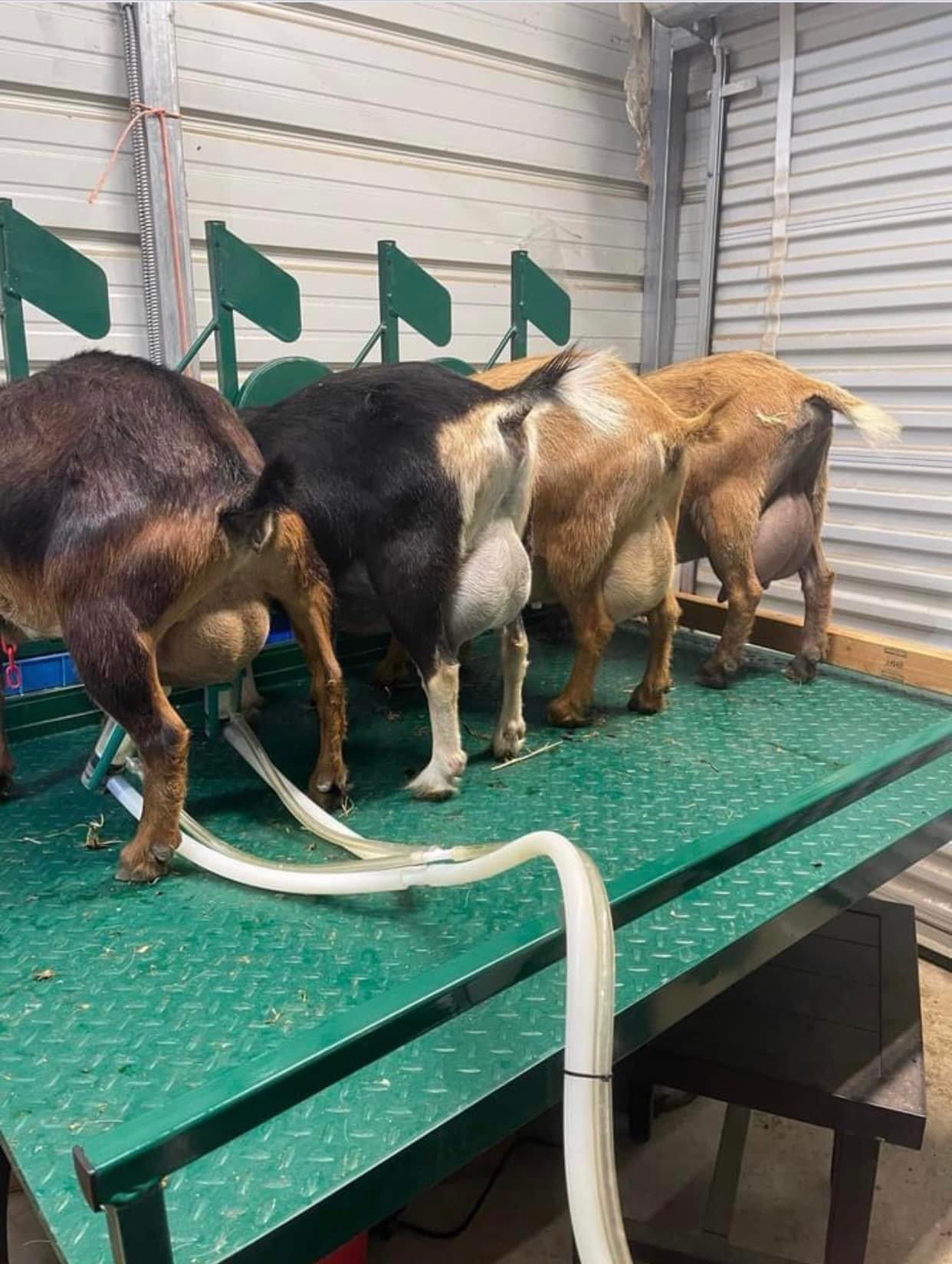 Goat Milking Stand with Headlocks - Lakeland Farm and Ranch