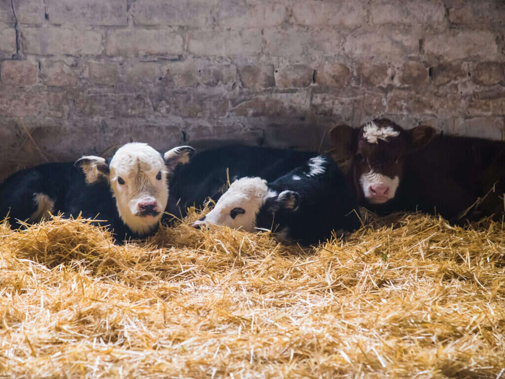 Reducing Stress: Calving Preparation