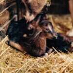Equipped for Success: Getting Ready for Your Lambs and Kids
