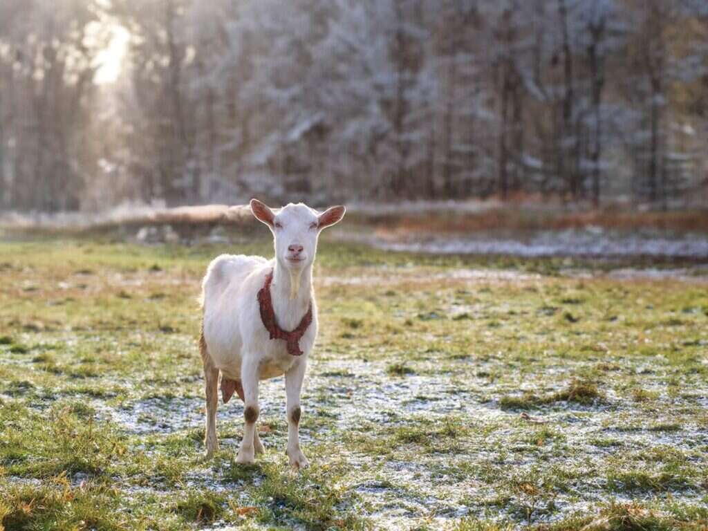 Spring Time-Saving Strategies for Farmers Like You