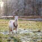 Spring Time-Saving Strategies for Farmers Like You
