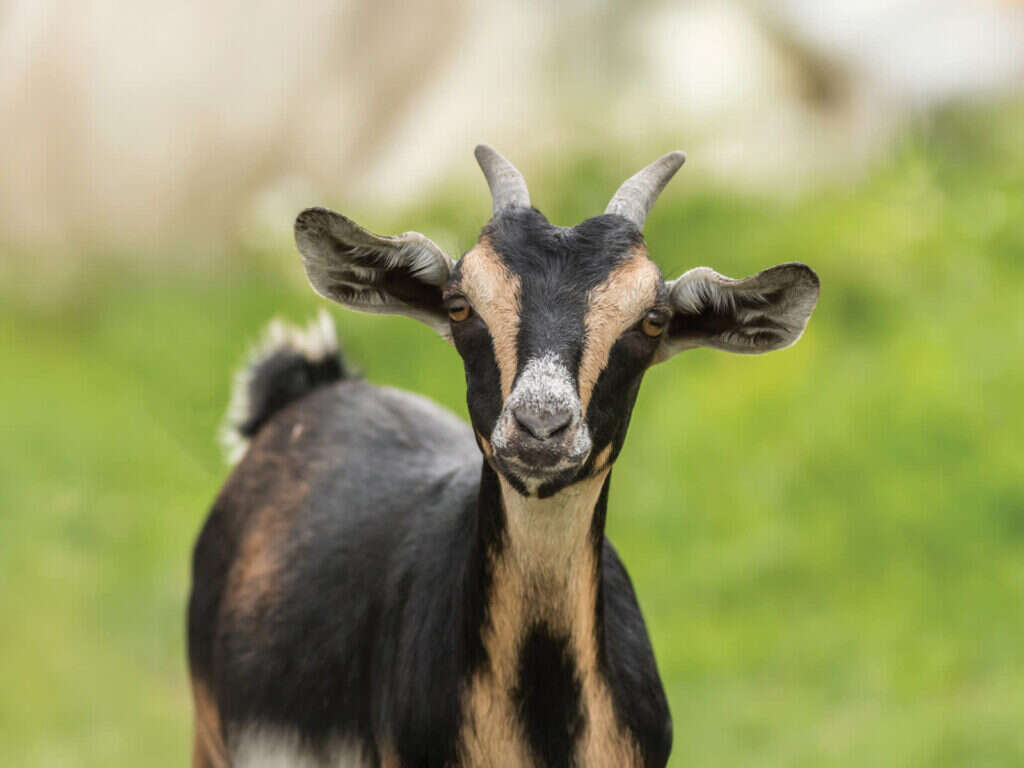 Your Guide to Safe Animal Handling