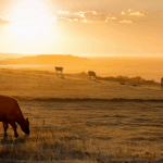 5 Tips for Cattle Ranching in a Drought