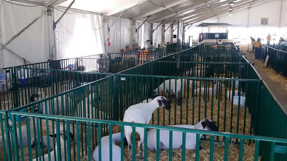 sheep-resting-in-pen-980x552 Sheep Goat Equipment