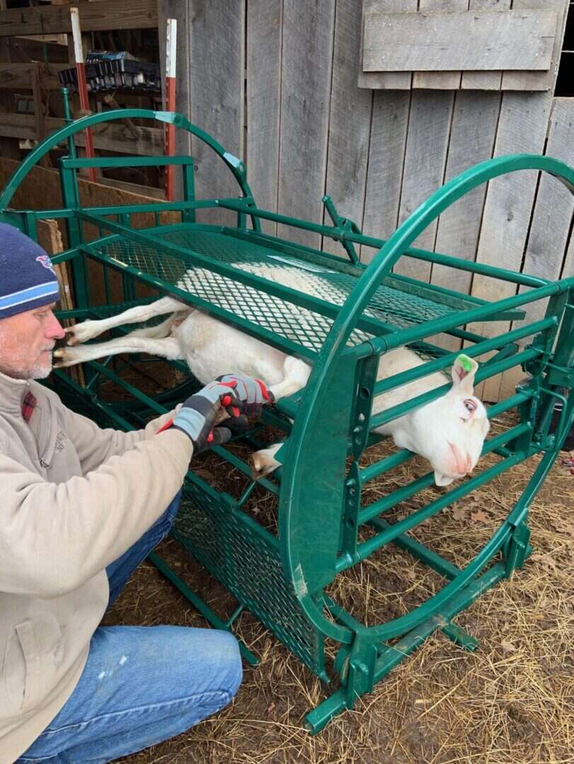 Sheep Goat Handling Equipment