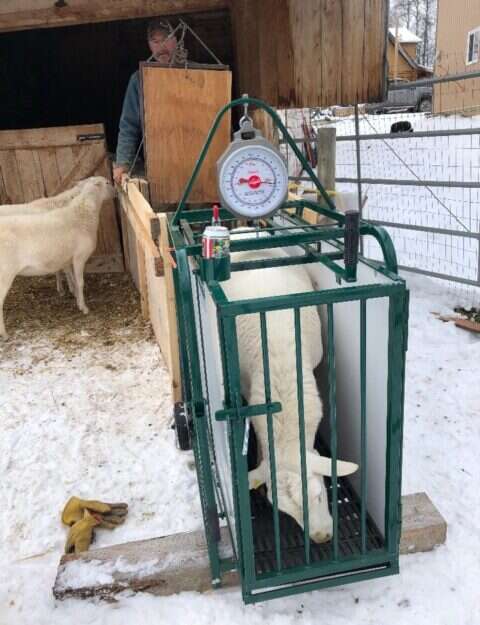 Sheep & Goat Handling Equipment