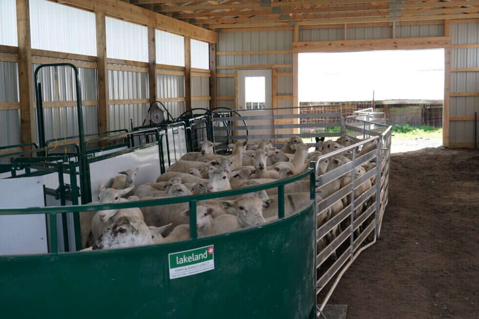 Sheep & Goat Handling Equipment