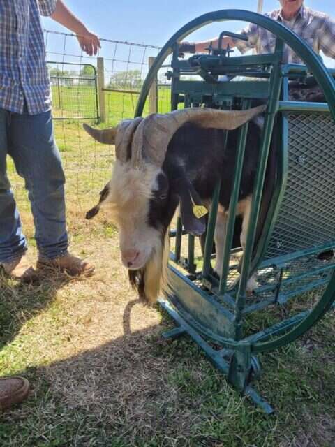 Sheep & Goat Handling Equipment