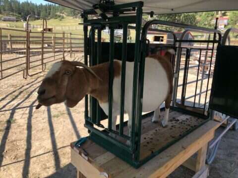 Sheep & Goat Handling Equipment
