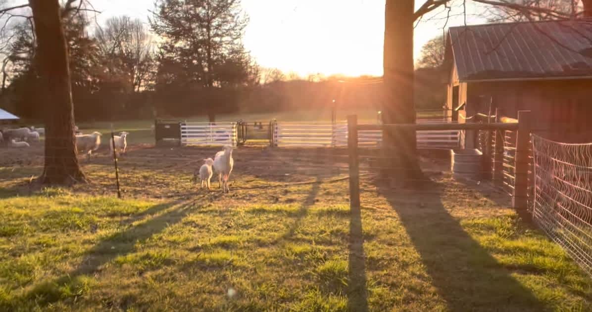 still waters farm Sheep Goat Equipment