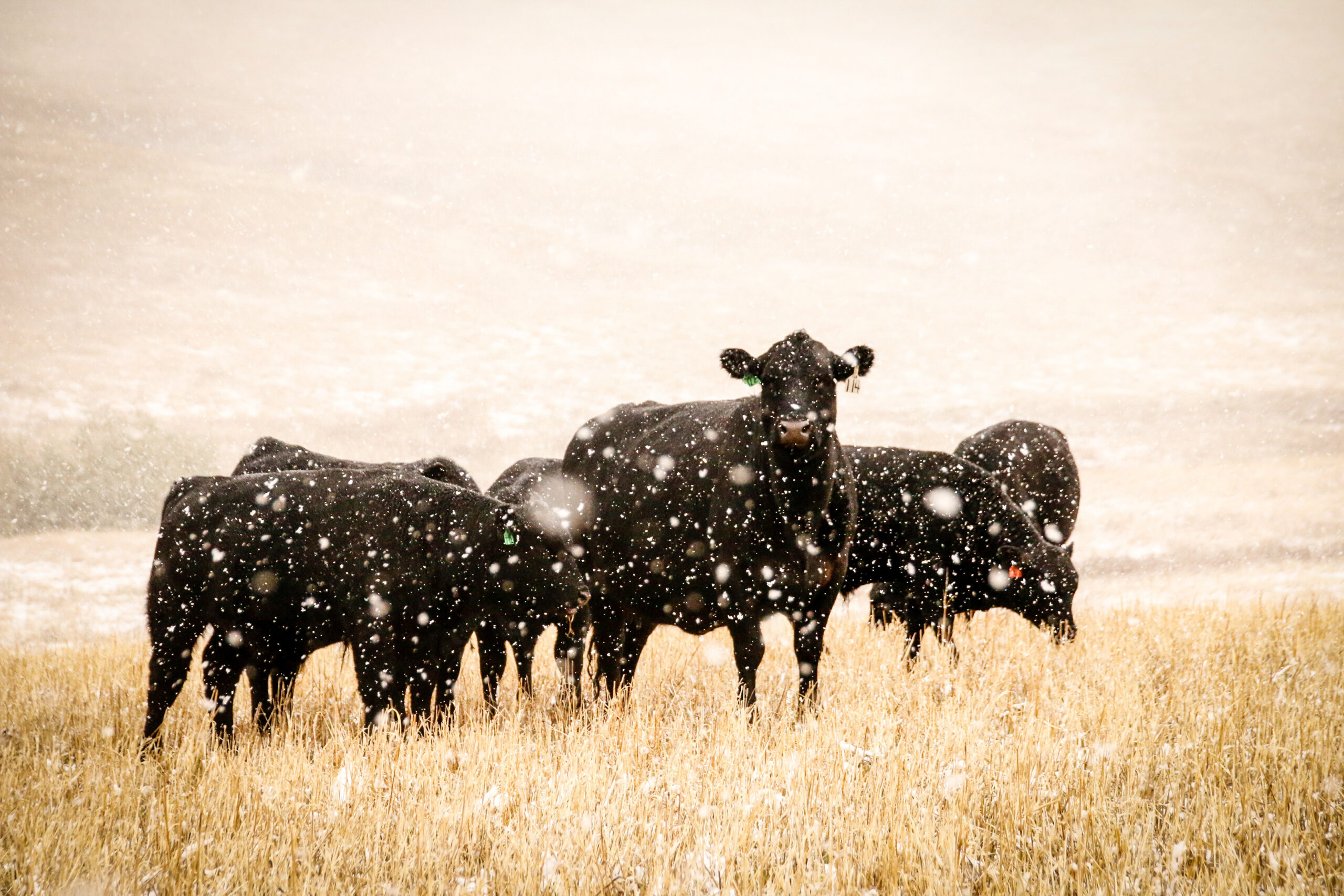 Cattle Landing Header