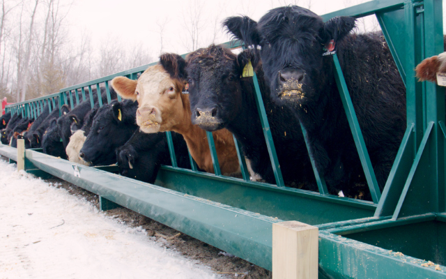 Feeders Call to Action Image