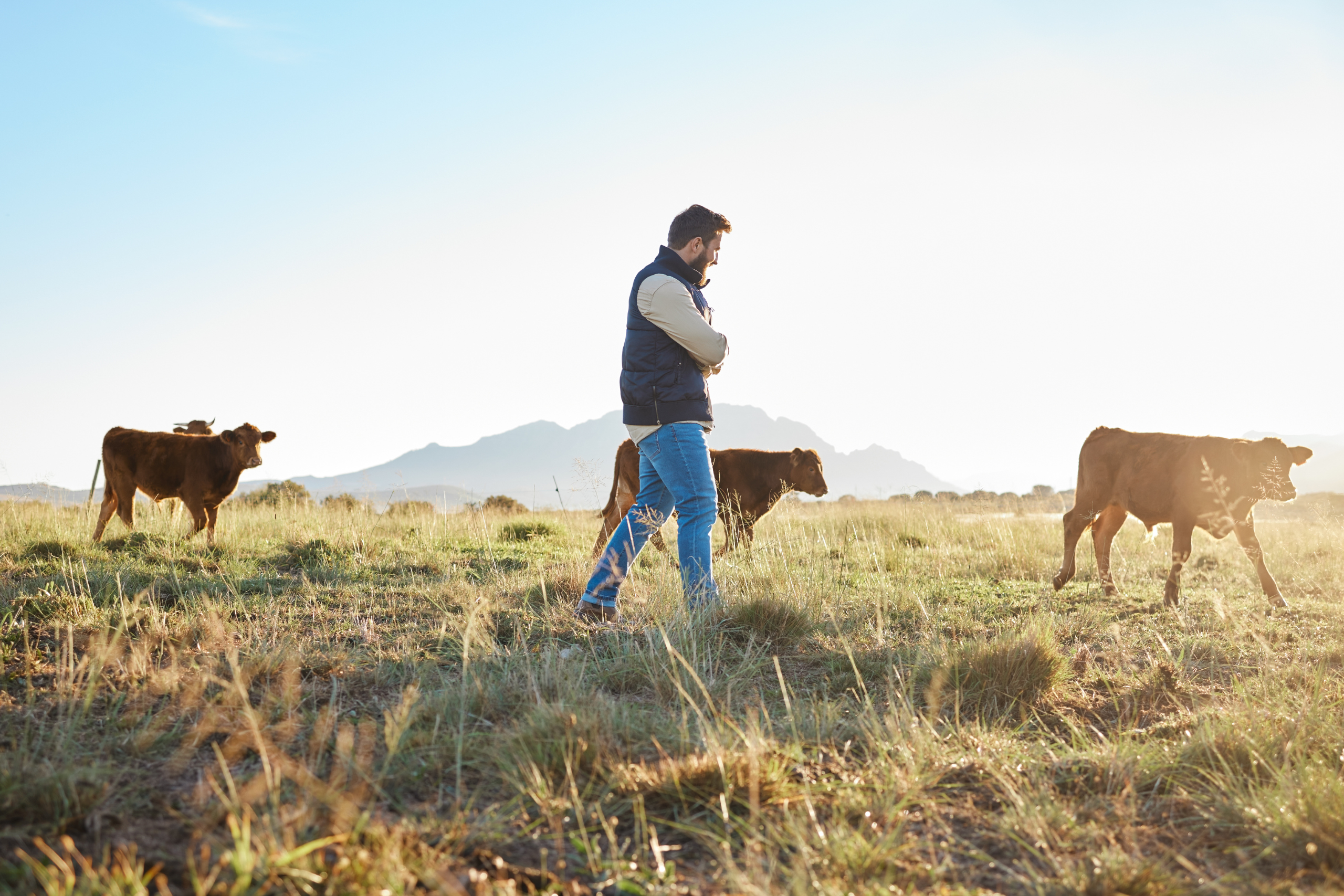 Cattle Landing Header