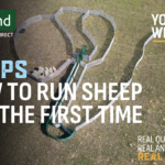 5 TIPS | How to handle sheep & goats for the first time