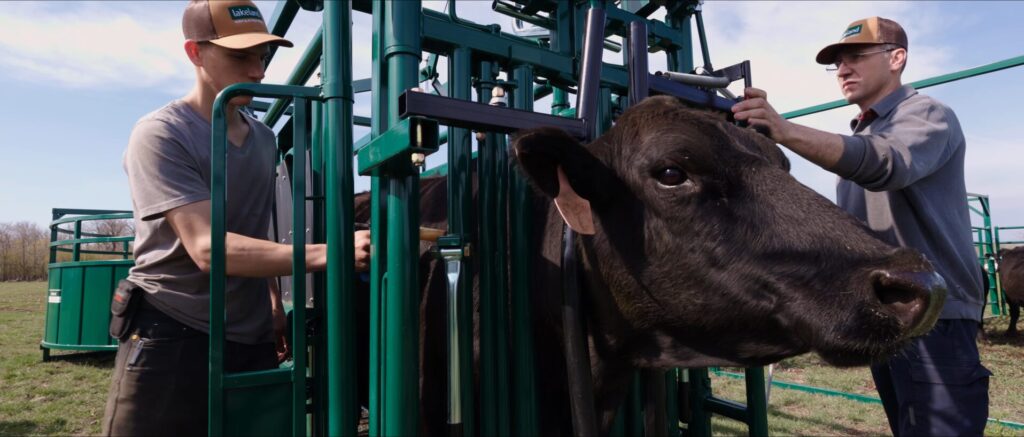 What Size Squeeze Chute Do I Need for My Herd?
