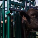 What Size Squeeze Chute Do I Need for My Herd?