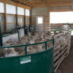 7 Top-Rated Sheep & Goat Equipment Brands for Beginners (A Buyer's Guide)